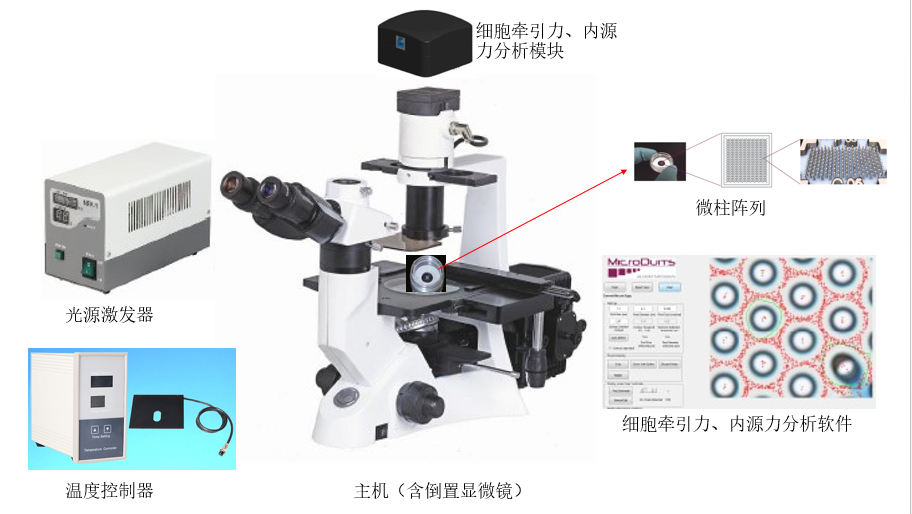 Labomed代理,LB702，+ 細胞牽引力顯微鏡 +cell mechanics analyze