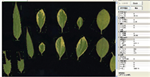 植物葉面積分析儀系統(tǒng)， 野外便攜式植物葉面積分析儀